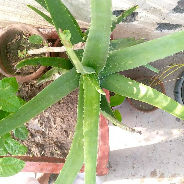 Aloe Vera top Quality 1