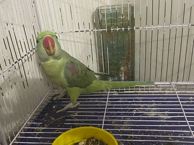 Raw Parrot 8 month 0