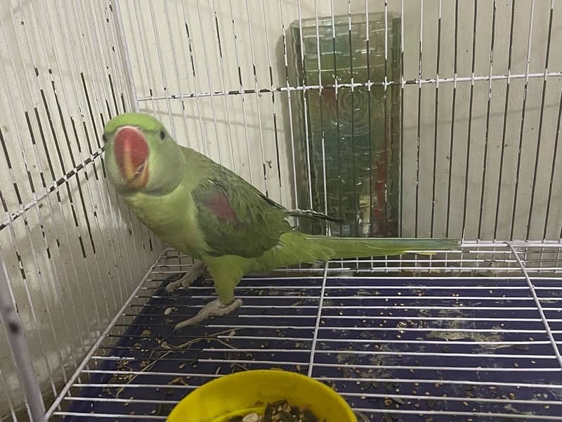 Raw Parrot 8 month 1