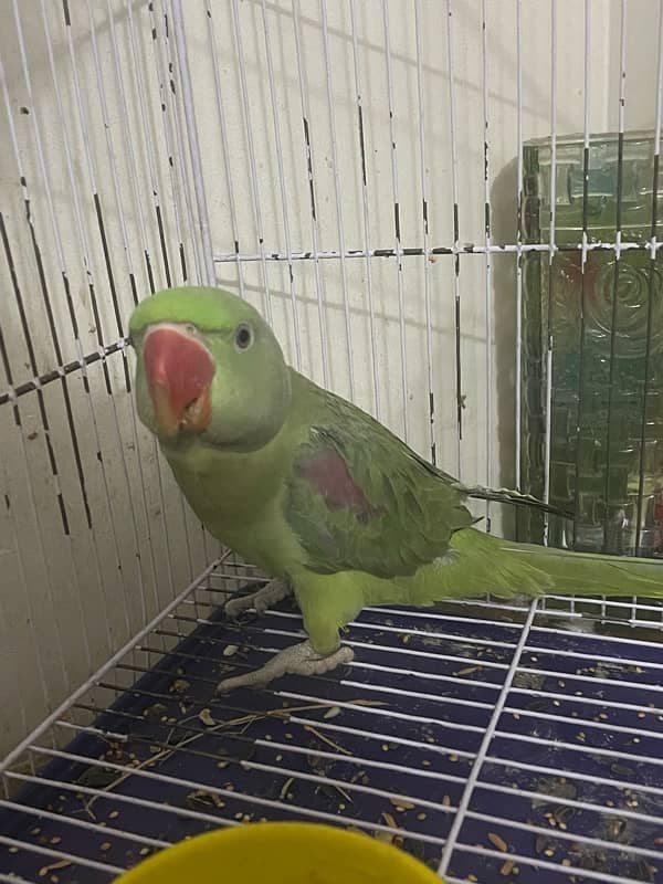 Raw Parrot 8 month 2