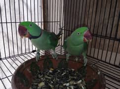 Kashmiri raw parrots  Brider pair