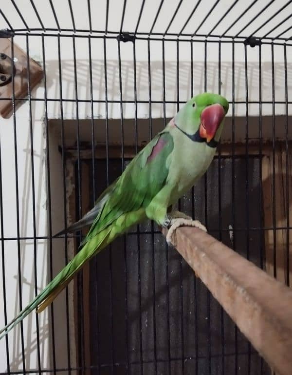 Kashmiri raw parrots  Brider pair 1