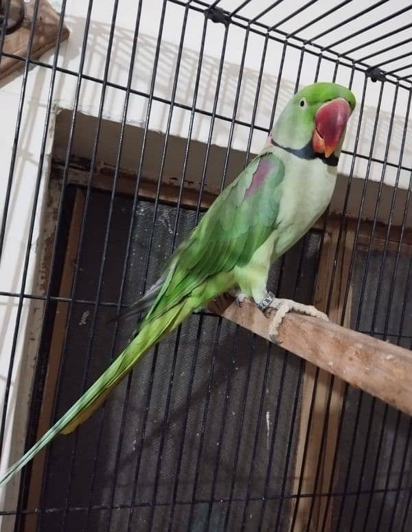 Kashmiri raw parrots  Brider pair 2