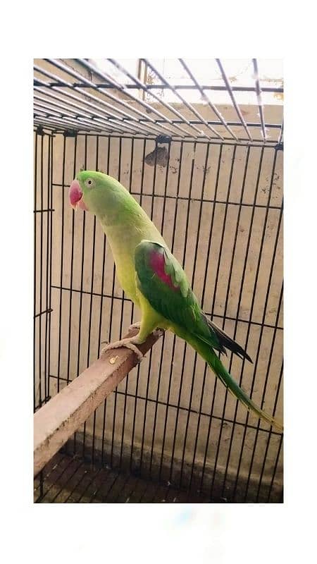 Kashmiri raw parrots  Brider pair 4