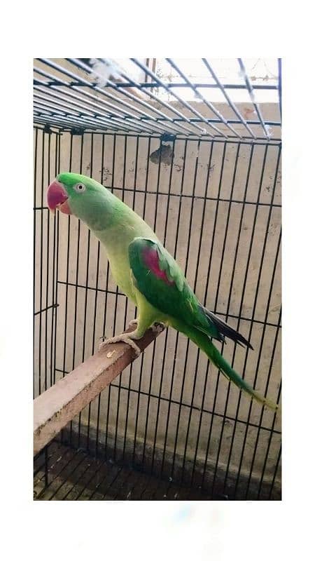 Kashmiri raw parrots  Brider pair 5