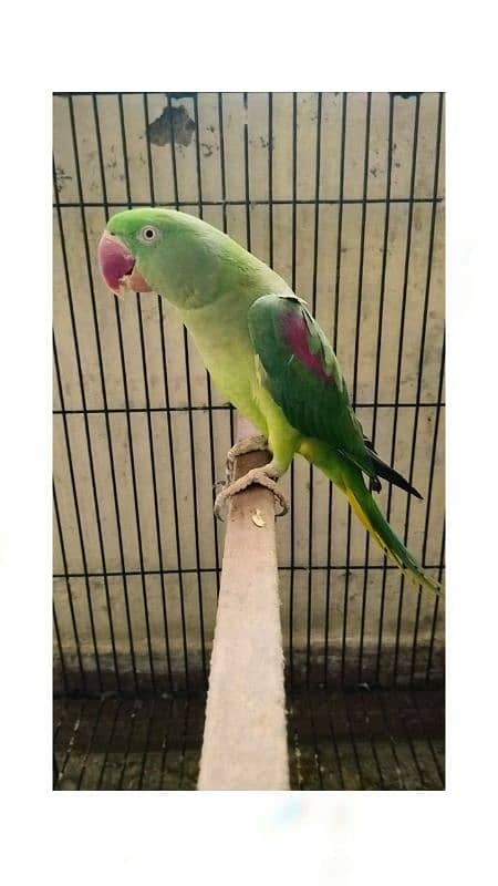 Kashmiri raw parrots  Brider pair 6