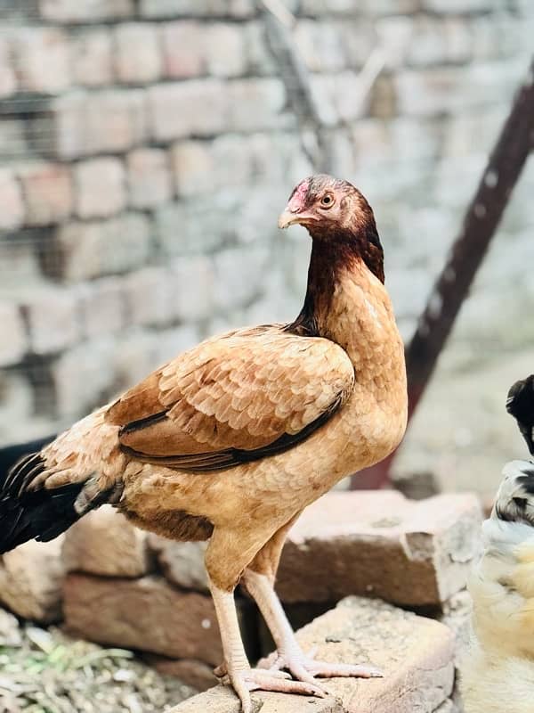 Aseel hen for sale 3