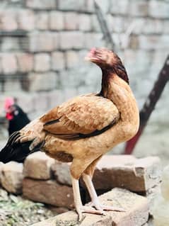 Aseel hen for sale