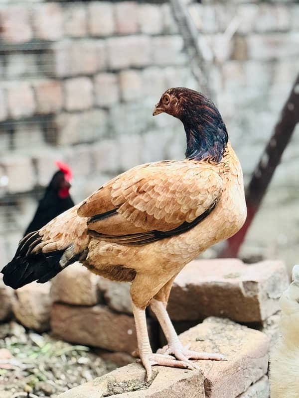 Aseel hen for sale 4