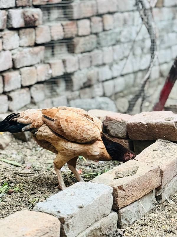 Aseel hen for sale 5