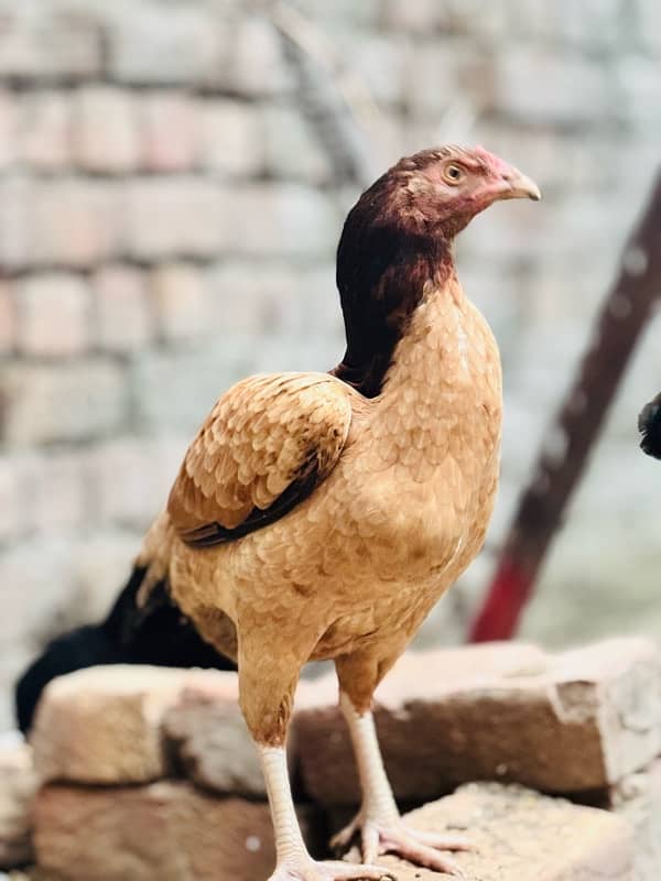 Aseel hen for sale 6