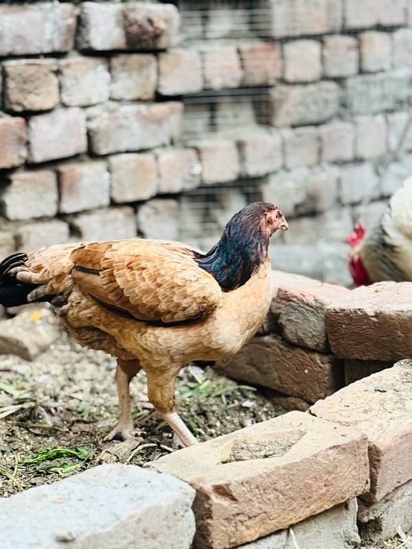 Aseel hen for sale 7