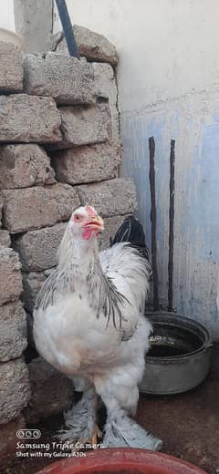 MashaAllah Light columbian brahma 2Males Available