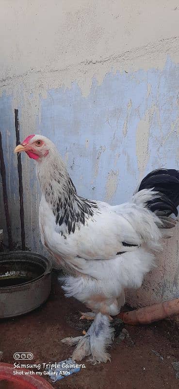 MashaAllah Light columbian brahma 2Males Available 1