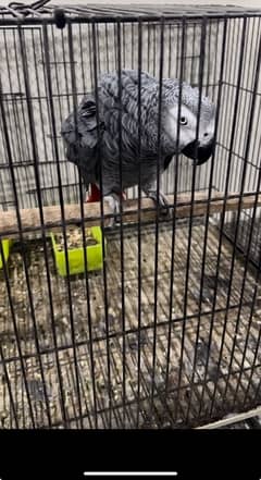 grey parrot pair