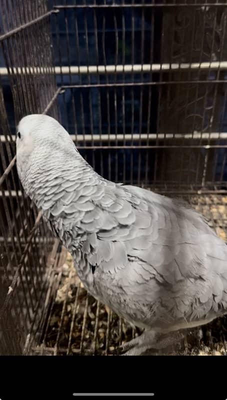 grey parrot pair 1