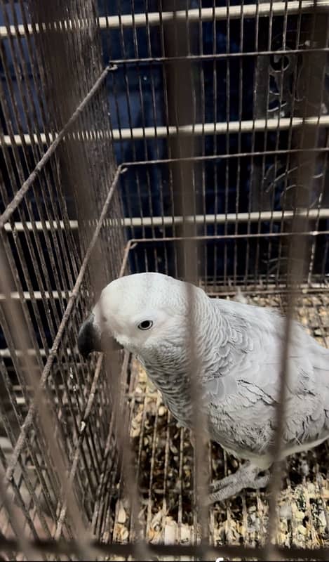 grey parrot pair 2