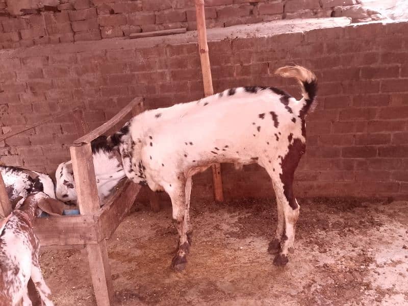 Breeder Bakra 0