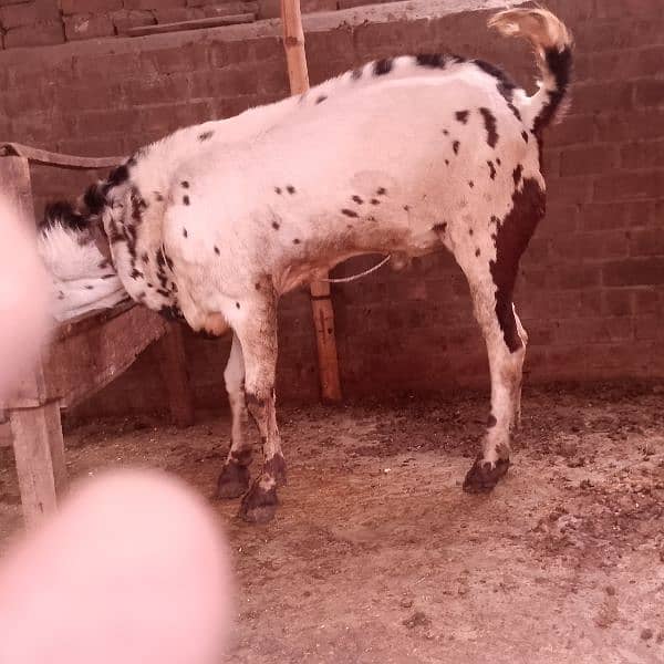 Breeder Bakra 1