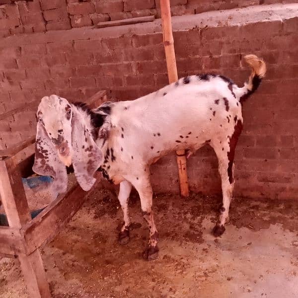 Breeder Bakra 2