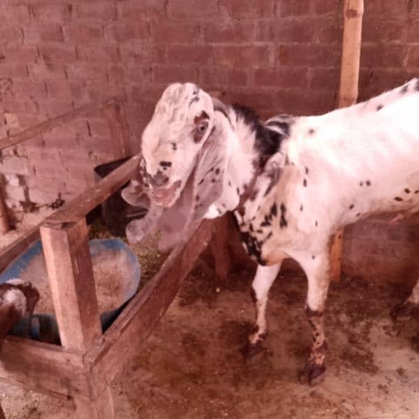 Breeder Bakra 3