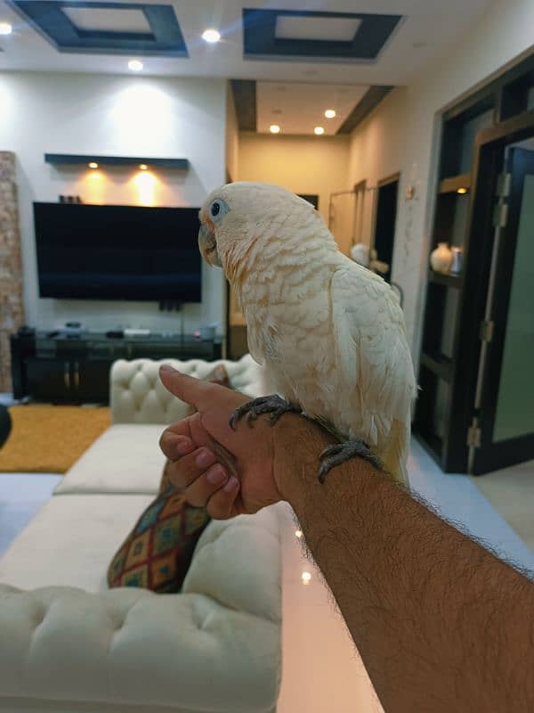 Goffin Cockatoo 0