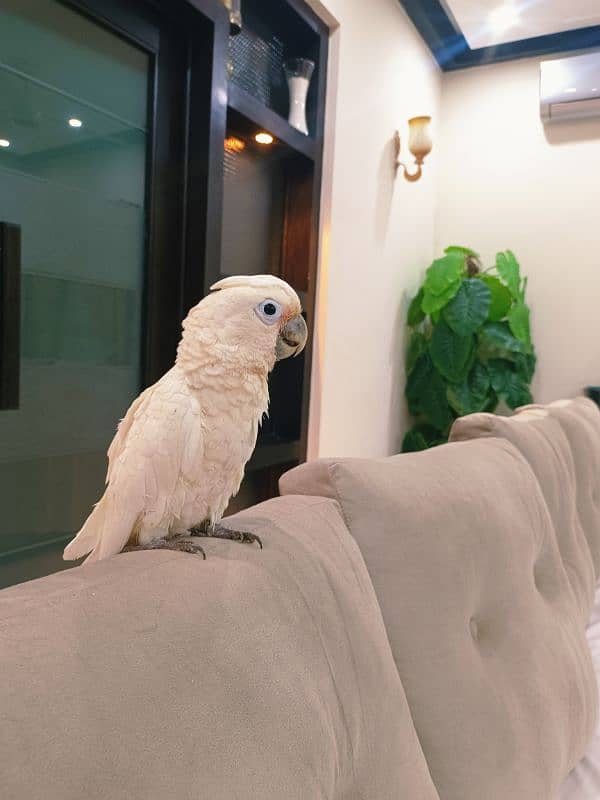 Goffin Cockatoo 1