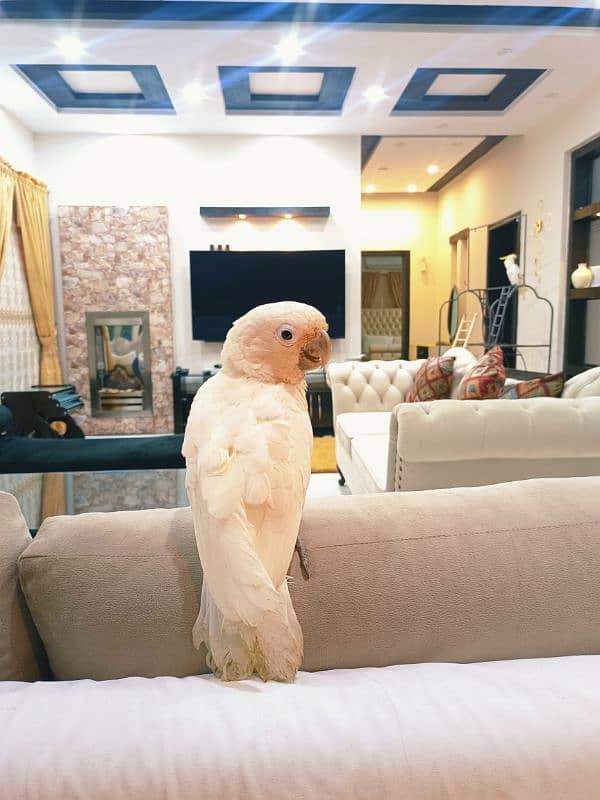 Goffin Cockatoo 2