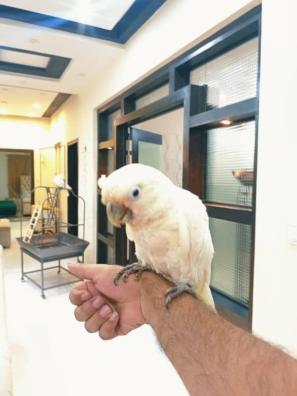 Goffin Cockatoo 4