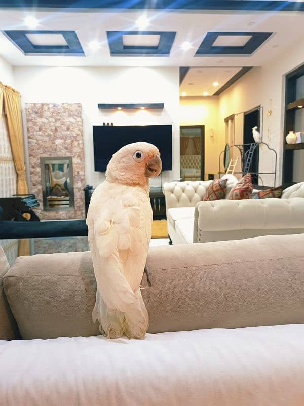 Goffin Cockatoo 5