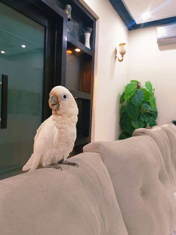 Goffin Cockatoo 6