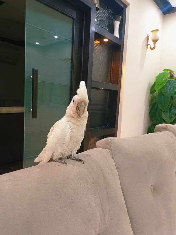 Goffin Cockatoo 7