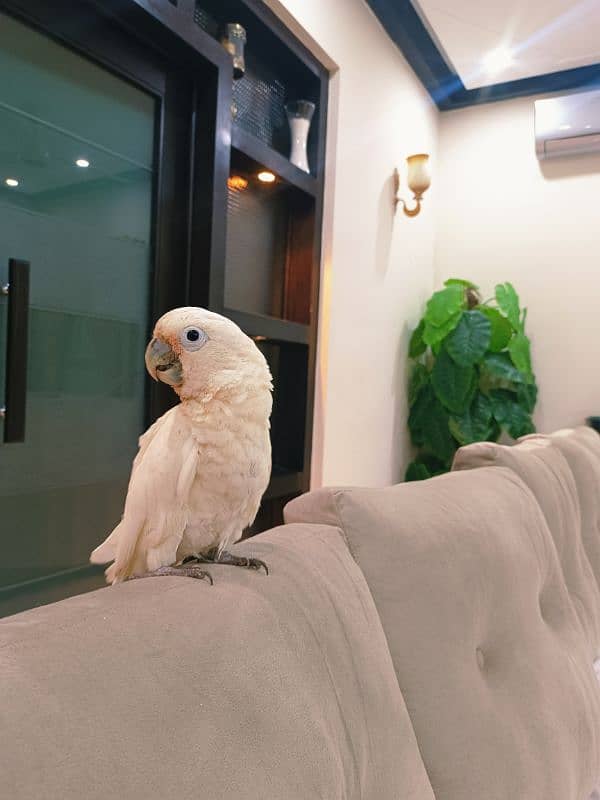 Goffin Cockatoo 8