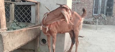 bakri