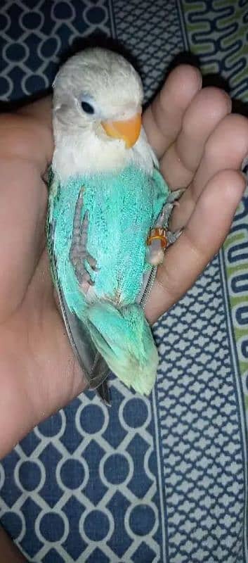 hand tame love bird 1