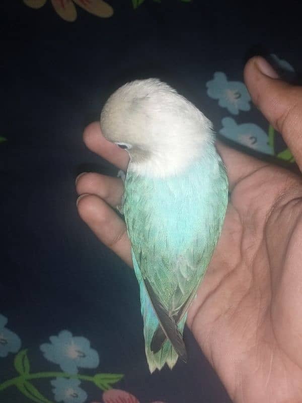 hand tame love bird 4