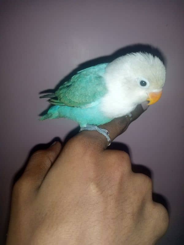 hand tame love bird 5