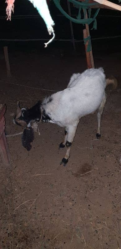 breeder goat 4 teeths 1