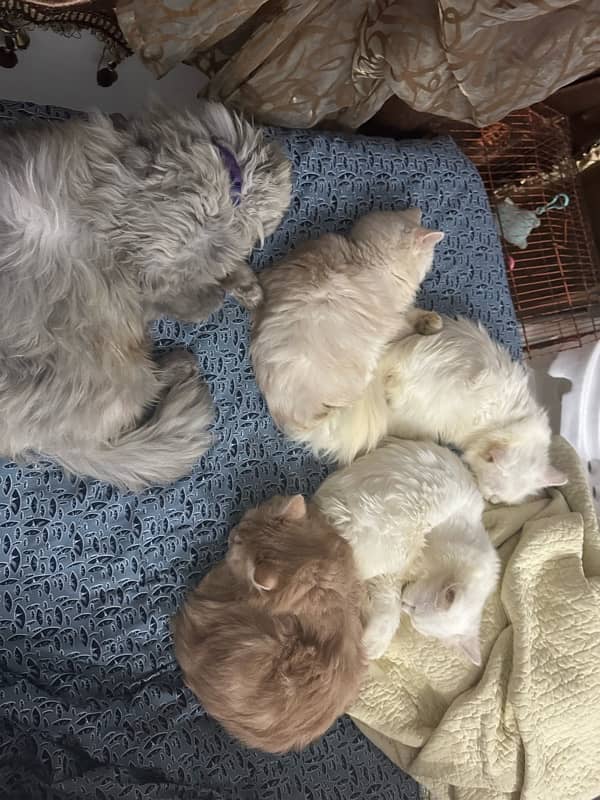 Persian triple coded male and female cat with brown and grey eyes 16