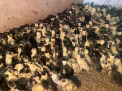 ducklings available