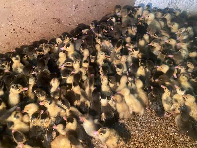 ducklings available 0