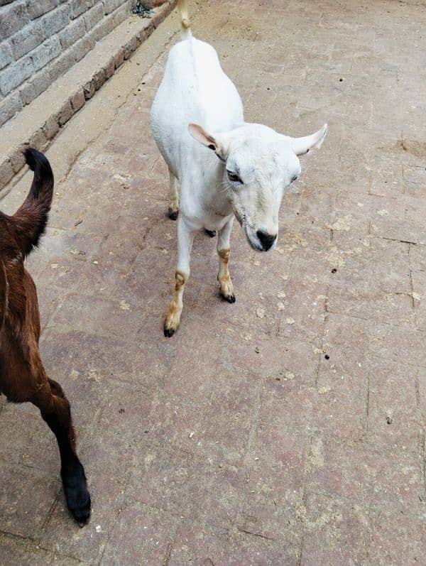 white Teddy bakra 0