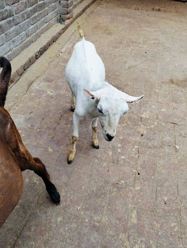 white Teddy bakra 1