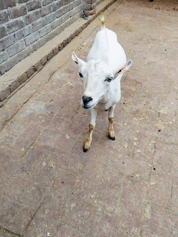 white Teddy bakra 2