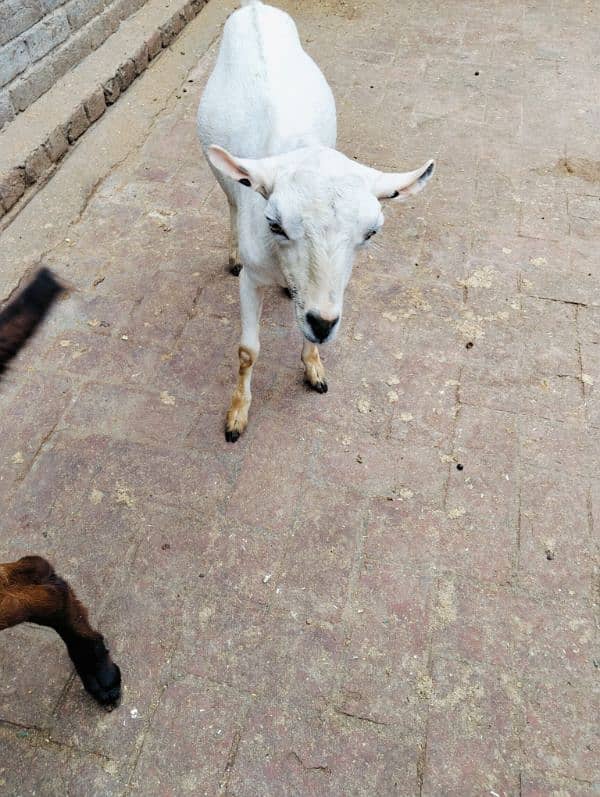 white Teddy bakra 3