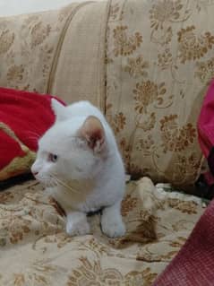 Persian white cat . Whatsapp. . 03462187910. . . .