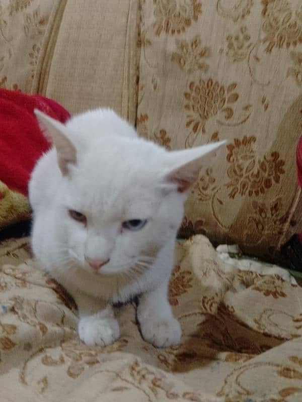 Persian white cat . Whatsapp. . 03462187910. . . . 2