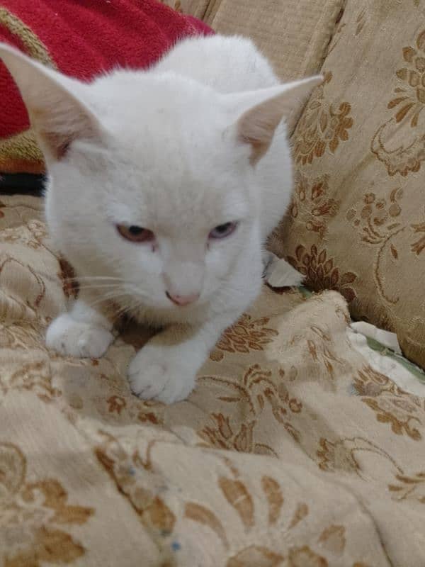 Persian white cat . Whatsapp. . 03462187910. . . . 3