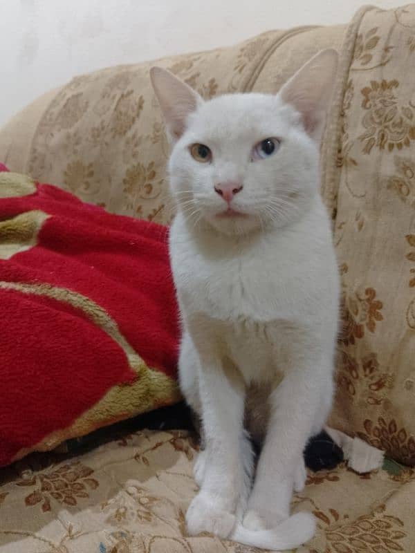 Persian white cat . Whatsapp. . 03462187910. . . . 6