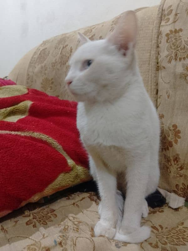 Persian white cat . Whatsapp. . 03462187910. . . . 8